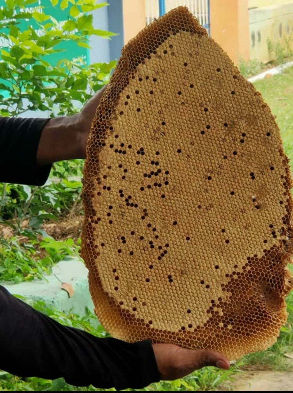 Wild Honey - 500g