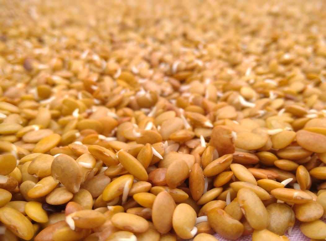 Sprouted Horse gram